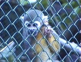A Squirrel Monkey at the Combe Martin Wildlife & Dinosaur Park